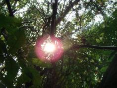 soleil dans les arbres