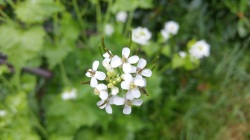 petite fleur blanche