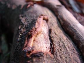 détail de tronc d'arbre