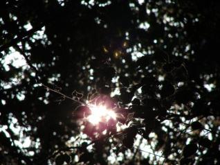 soleil derrière des feuilles