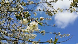 cerisier en fleurs