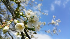 fleurs de cerisier 2