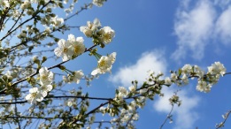 fleurs de cerisier 6