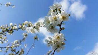fleurs de cerisier 7