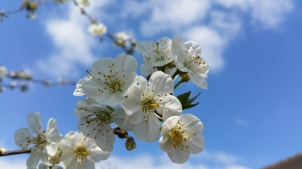 fleurs de cerisier 9