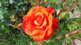 rose orange 2