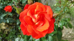 rose orange